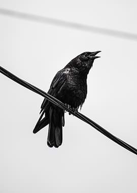 Crow Perched on a Wire