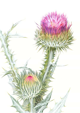 Thistle Flower Illustration