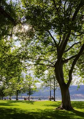 Sunny Park by the Lake