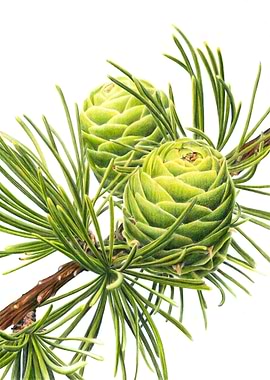 Larch Cones and Needles