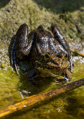 Frog sitting on mossy ground