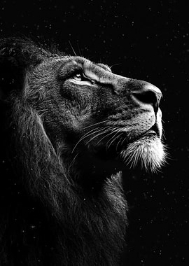 Majestic Lion Profile in Black and White
