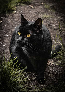 Black Cat with Yellow Eyes
