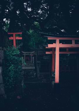 Torii Gates in a Forest