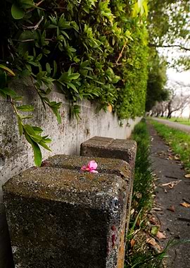 Pink Flower Pedal During Early Morning Walk