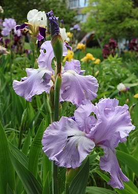 Delicate Lavender Irises in Bloom