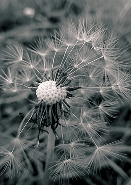 Dandelion Seed Head Close-up
