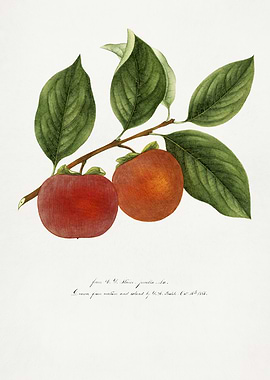 Persimmon Branch with Fruit and Leaves