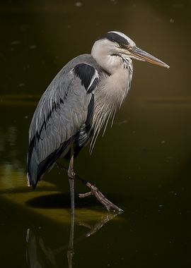 Grey Heron Standing in Water