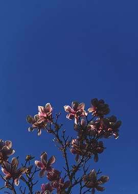 Magnolia in Evening Light