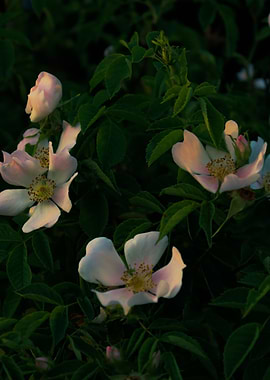 Delicate Pink and White Wild Roses