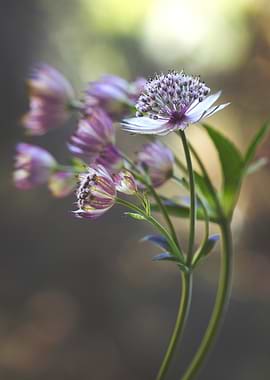 Astrantia Flower Macro