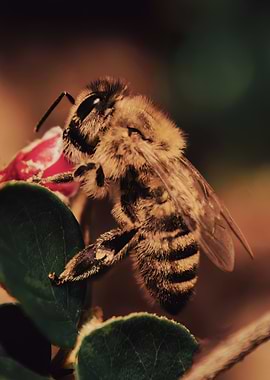 Close-up of a bee on a flower