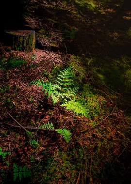 Sunlit Ferns in a Forest