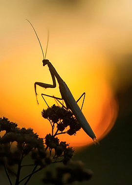 Praying Mantis Silhouetted Against Sunset