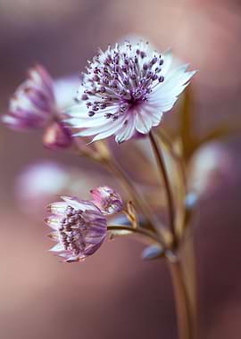 Close-up of Astrantia flowers