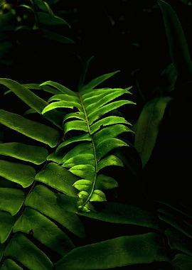 Vibrant Green Fern Fronds in Shadow