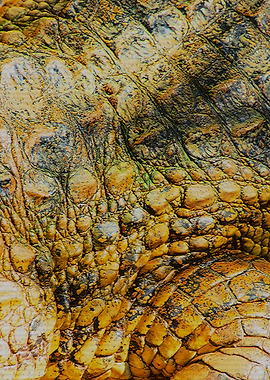 Close-up of Crocodile Skin Texture