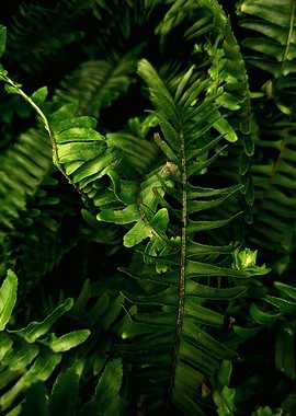 Close-up of lush green fern fronds