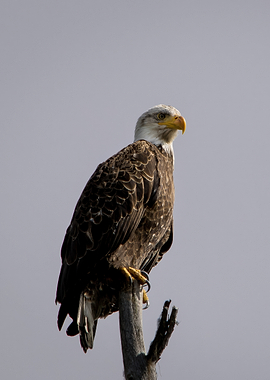 Bald Eagle Perched on a Branch