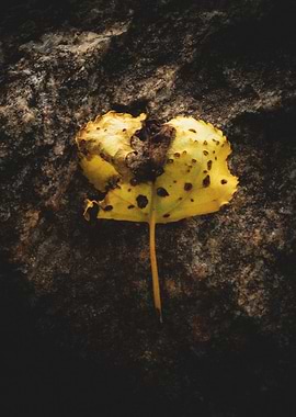 Yellow leaf on dark stone