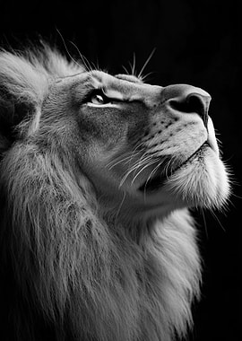 Majestic Lion Looking Upwards