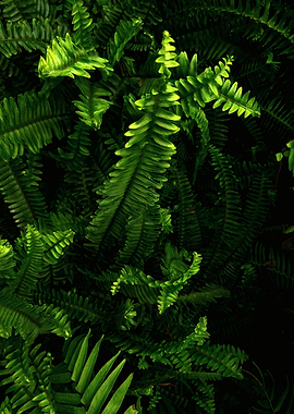 Lush Green Fern Fronds