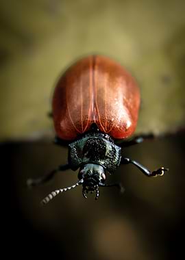 Close-up of a beetle