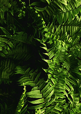 Lush Green Fern Fronds