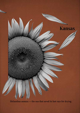 Kansas Sunflower with Petals