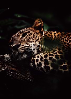Leopard resting on a tree branch