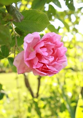 Pink Rose in Bloom