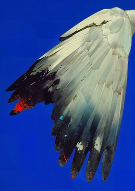 Bird Wing with Paint Splatters