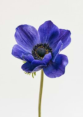 Single Blue Anemone Flower