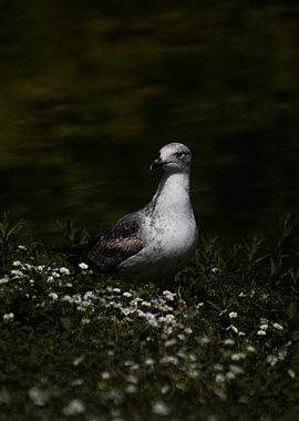 Seagull in a field of daisies