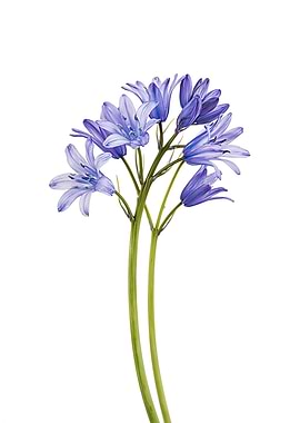 Bluebells on White Background