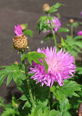 Pink Cornflower Bloom and Bud