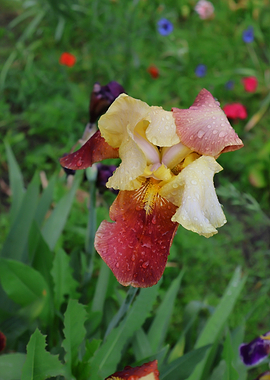 Dew-Kissed Bi-Color Iris Flower