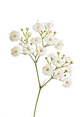 Delicate White Baby's Breath Flowers