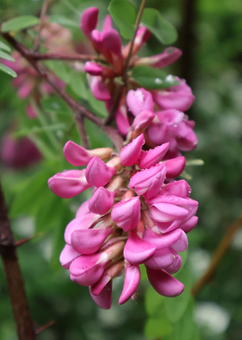 Pink Robinia Flowers with Raindrops