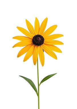 Black-Eyed Susan Flower