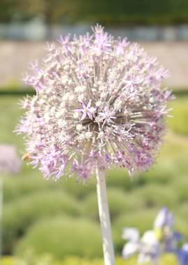 Purple Allium Flower with Bee
