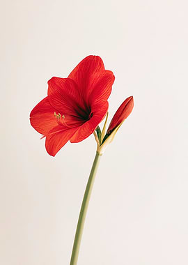 Red Amaryllis Flower and Bud
