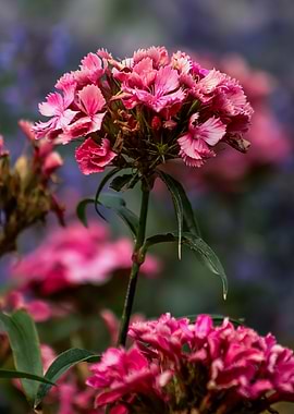 Pink Dianthus Flowers in Bloom