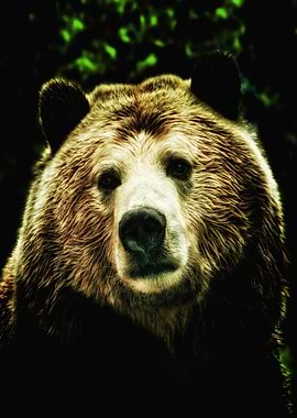 Close-up of a Grizzly Bear's Face