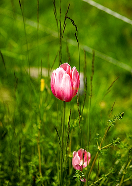 Pink Tulip in Green Grass