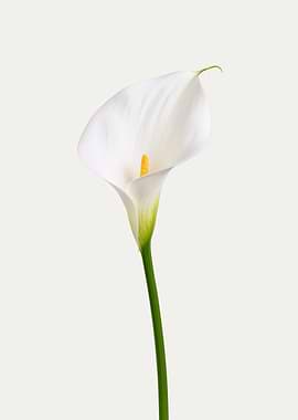 Elegant White Calla Lily