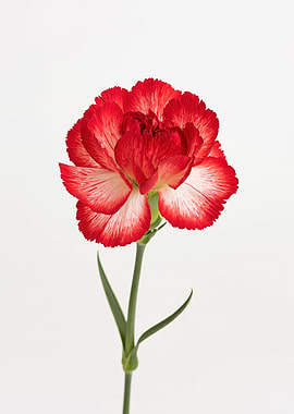 Red and White Carnation Flower
