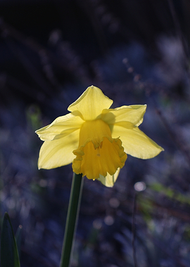 Yellow Daffodil in Soft Light