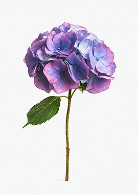 Purple and Blue Hydrangea Flower